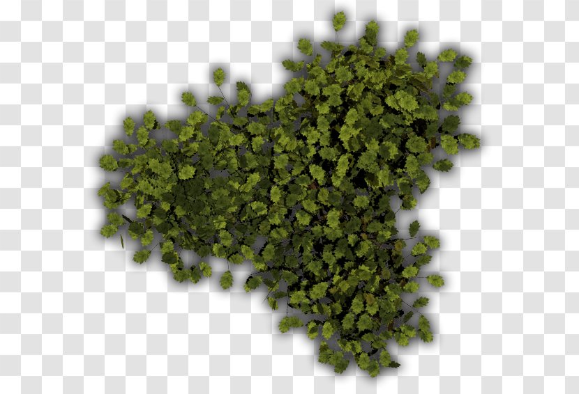 Tree Plant Shrub Arecaceae - Herb - Top View Transparent PNG