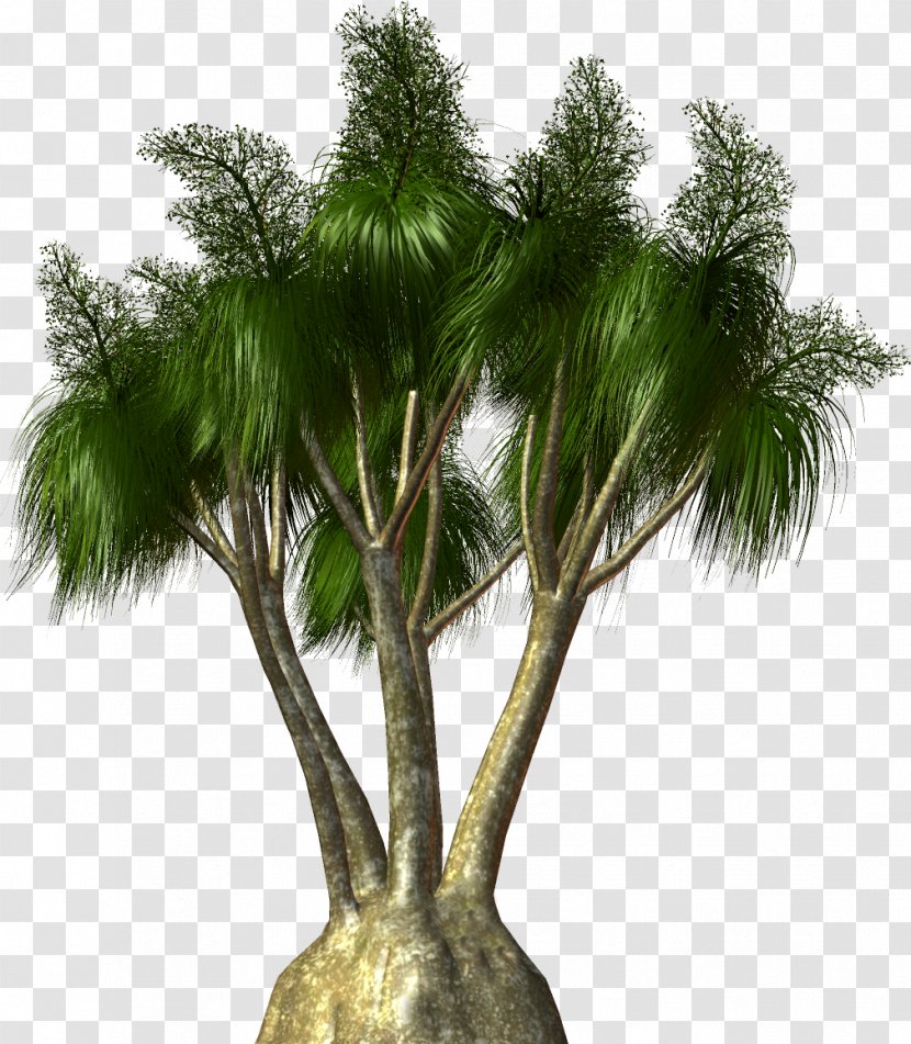 Arecaceae Tree Plant Clip Art - Digital Image - Palm Transparent PNG
