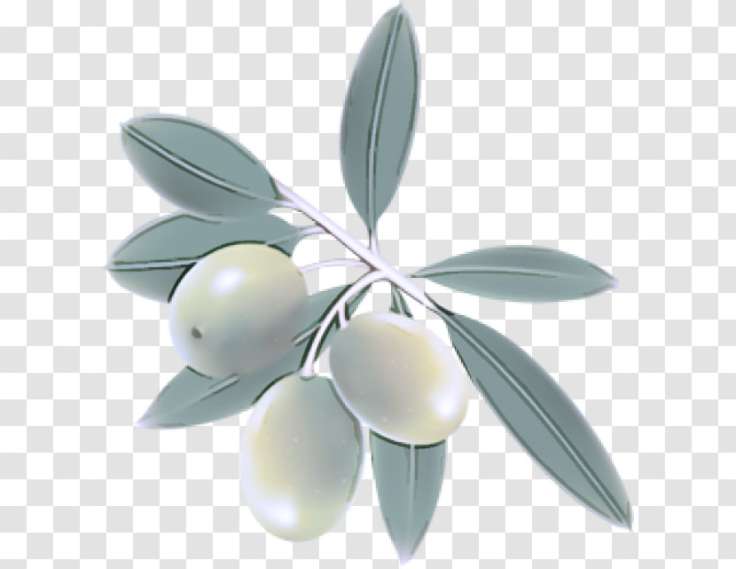 Olive Leaf Plant Tree Fruit Transparent PNG