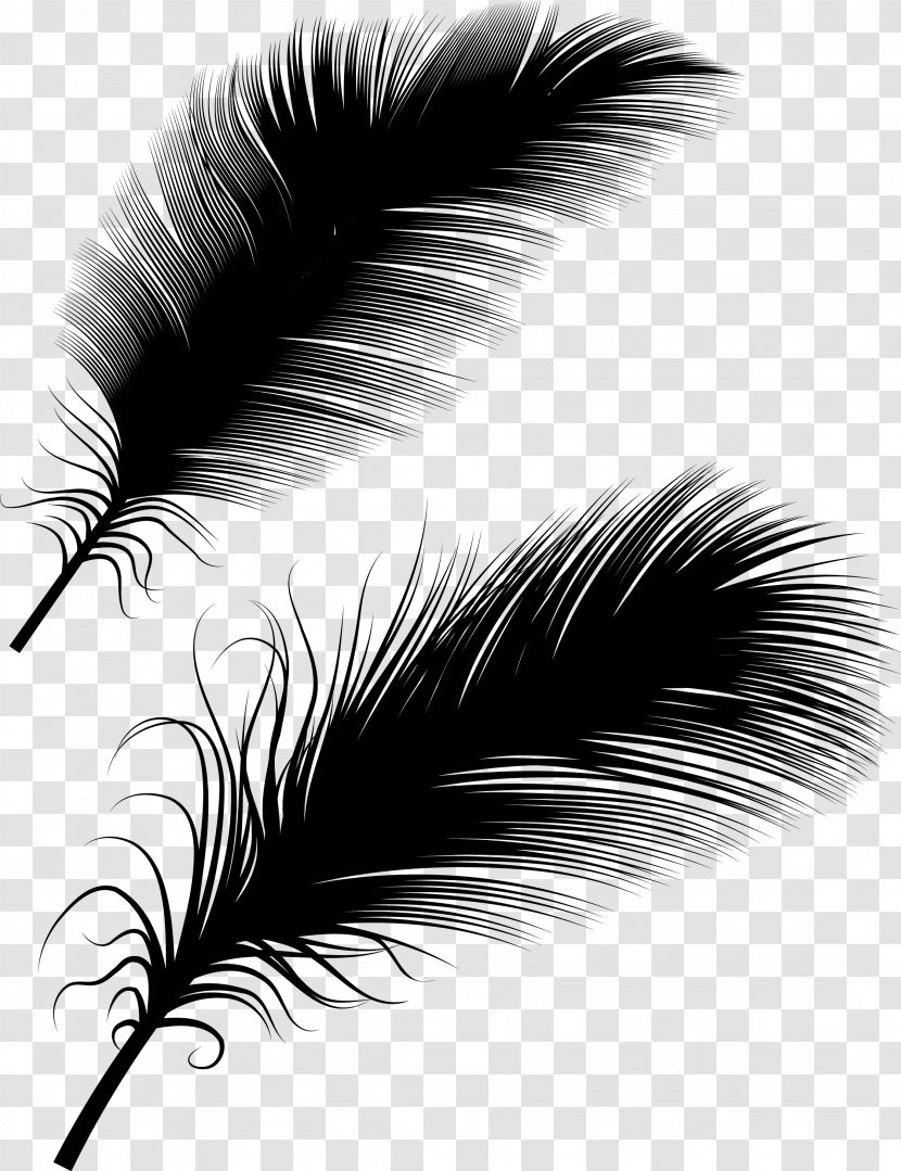 Bird Feather Euclidean Vector Illustration - Monochrome Transparent PNG