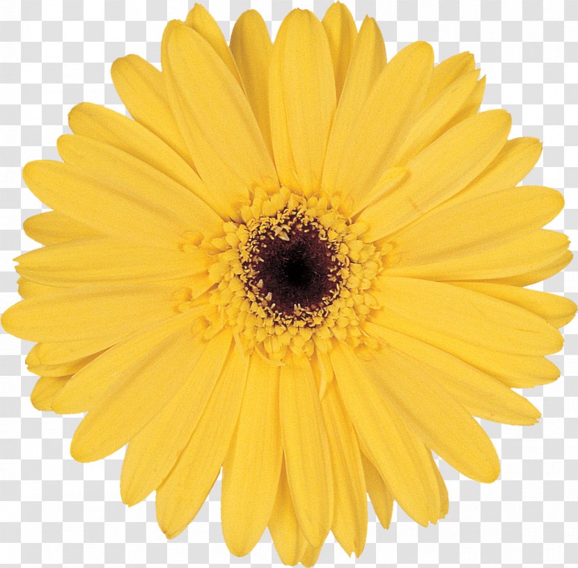 Stock Photography Flower Common Daisy Yellow Transparent PNG