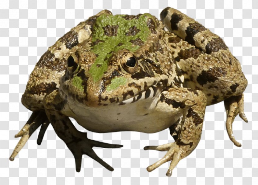 Frog - Organism - Fauna Transparent PNG