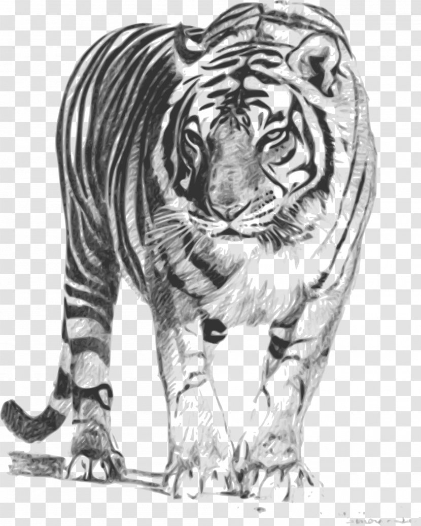Bengal Cat Tiger Lion Felidae Clip Art - Drawing - Cincinnati Bengals Transparent PNG