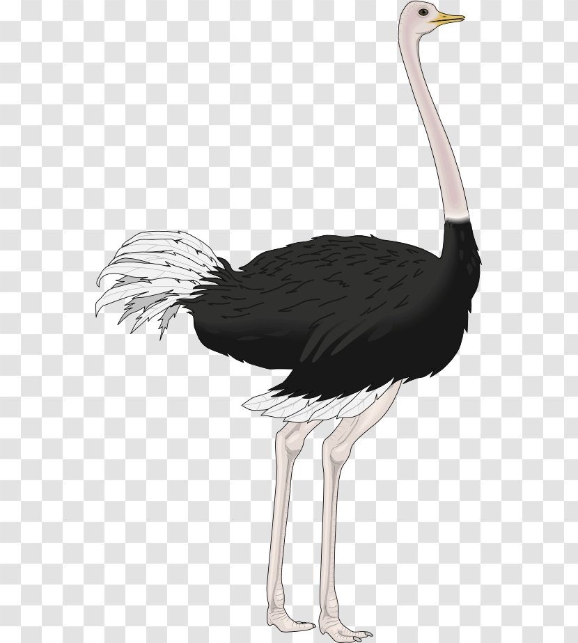 Common Ostrich Royalty-free Clip Art Transparent PNG