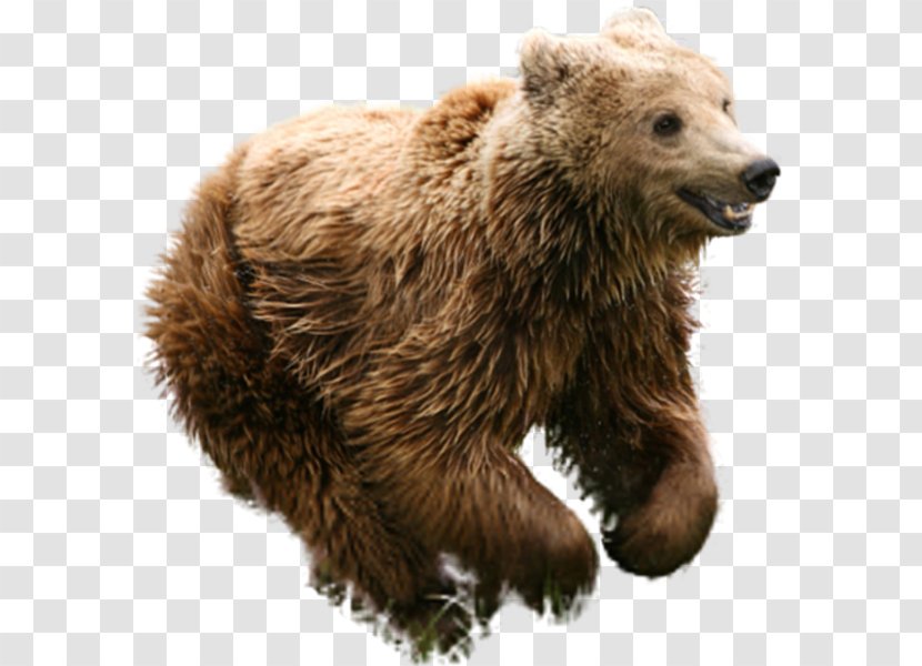 Mexican Grizzly Bear Brown Animal Transparent PNG