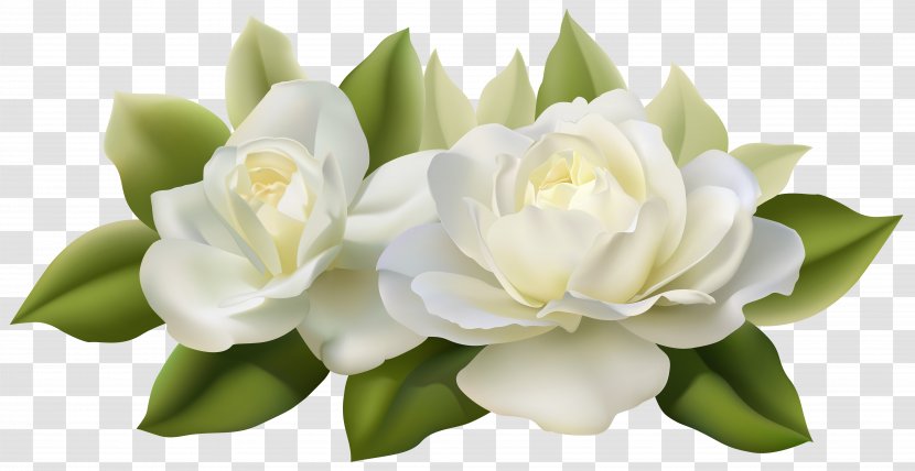 Flower Jasmine White Rose - Arranging - Beautiful Roses With Leaves Image Transparent PNG