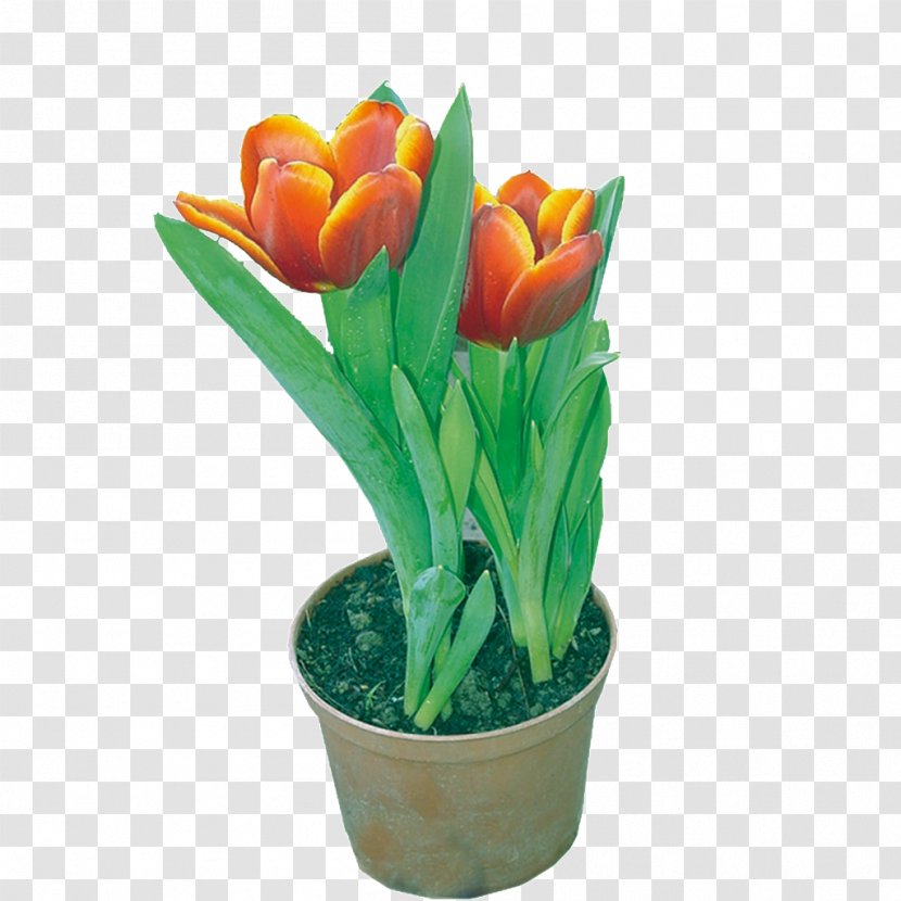 Tulip Designer RGB Color Model - Cut Flowers - Hand-painted Tulips Transparent PNG