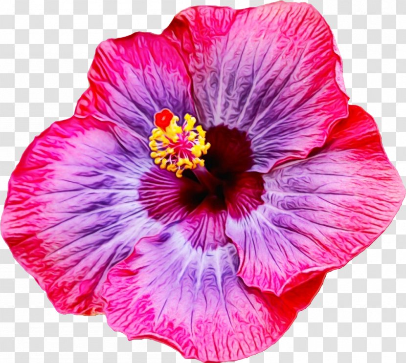 Flower Flowering Plant Petal Hibiscus Pink - Violet - Magenta Transparent PNG