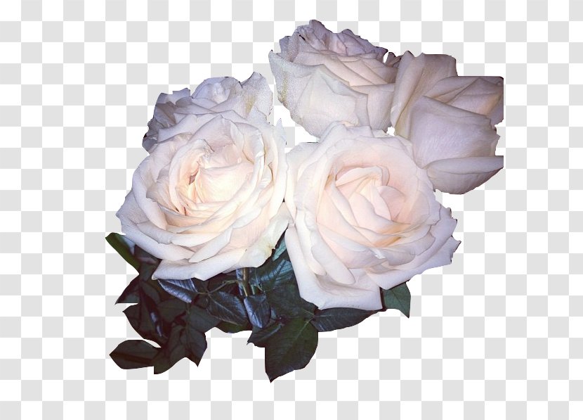 Garden Roses Cabbage Rose Cut Flowers Floribunda - Petal - Flower Transparent PNG