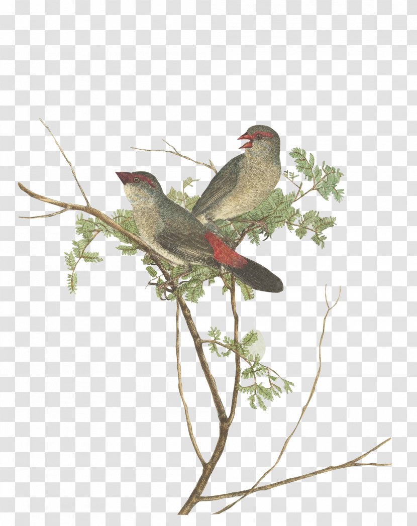 Common Grossbeak.Lewin, John. Birds Of New South Wales With Their Natural History. Sydney: G. Howe, 1813 Grosbeak - Painting - Bird Transparent PNG