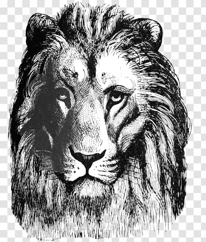 Lion Drawing Roar Art Clip - White - Head Transparent PNG