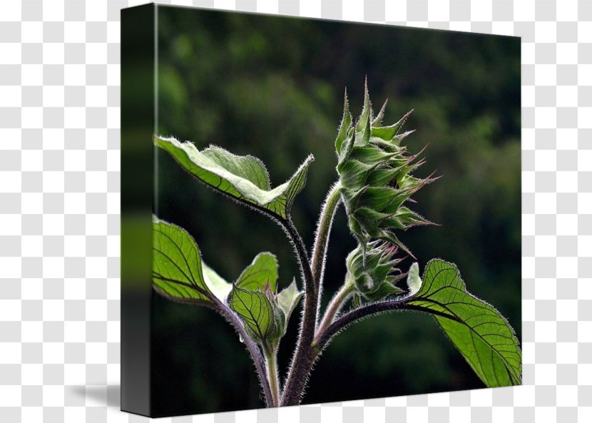Leaf Art Herb Printmaking Plant Stem Transparent PNG