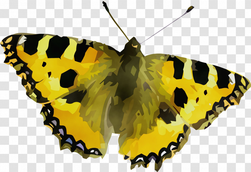 Insect Brush-footed Butterflies Clouded Yellows Small Tortoiseshell Gossamer-winged Butterflies Transparent PNG