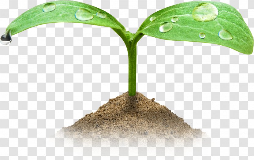 Germination Shoot Seed Green Embryo - Raster Graphics - Sand Transparent PNG