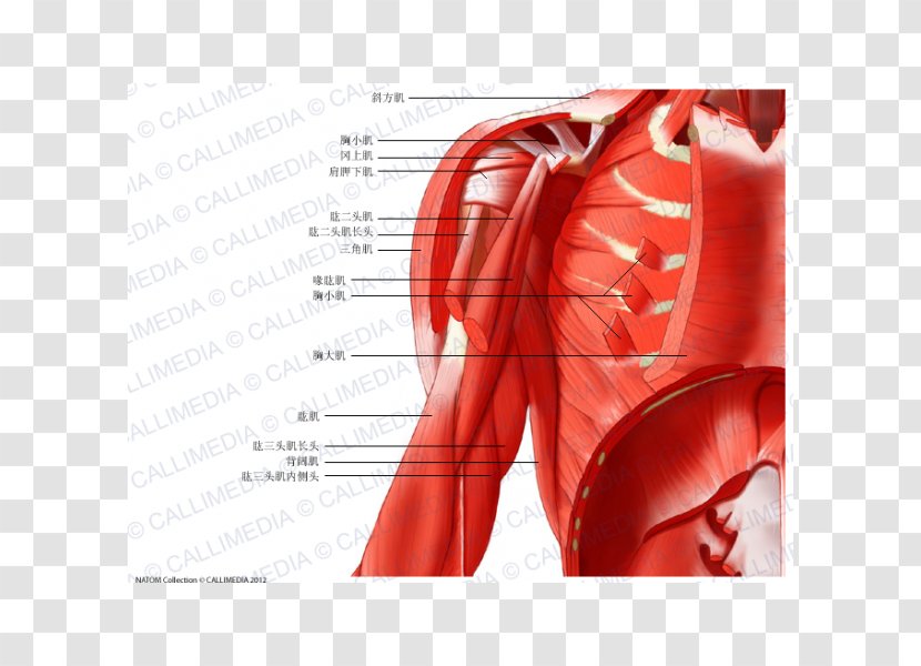Muscle Coronal Plane Arm Anatomy Neck - Heart Transparent PNG
