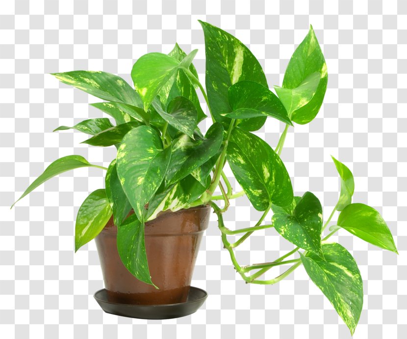 Houseplant Care Devil's Ivy Indoor Air Quality - Flowerpot - Plant Transparent PNG