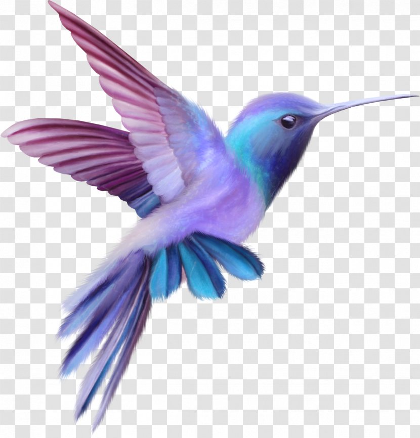 Hummingbird Clip Art - Broadtailed - Humming Bird Transparent PNG