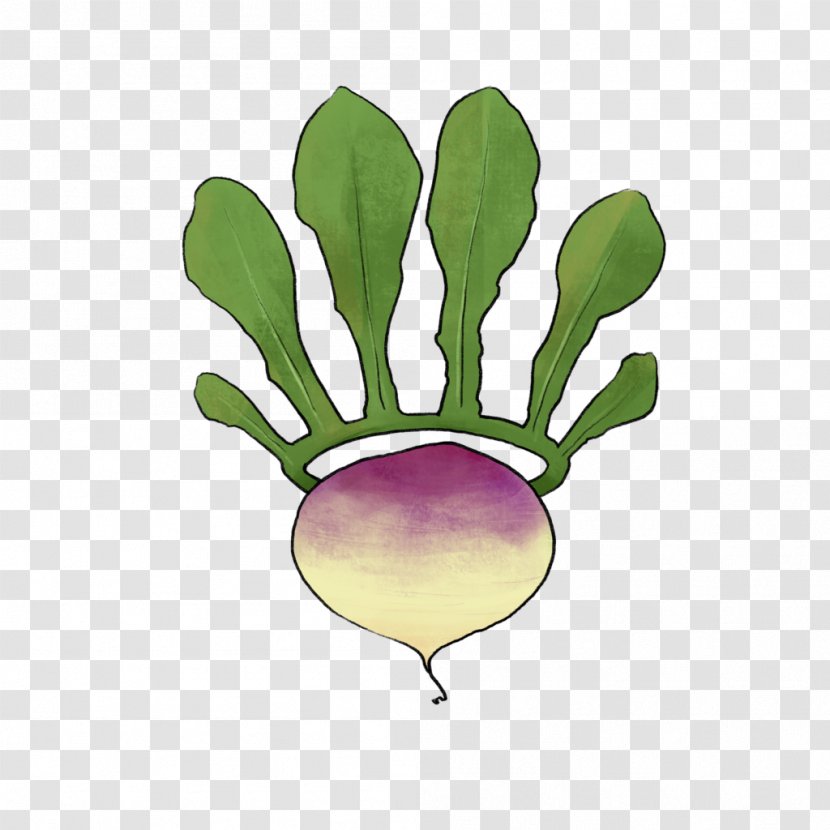 Vegetable Illustration Turnip Leaf Carrot - Flowering Plant - Symbol Transparent PNG