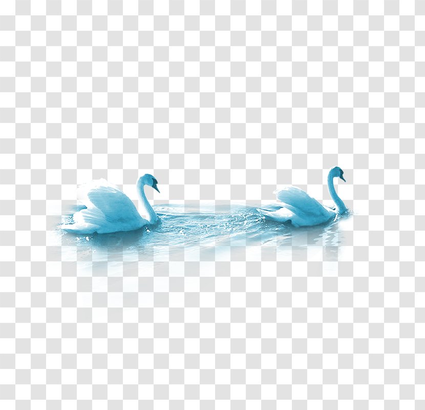 Cygnini Duck Mooncake - Ducks Geese And Swans - Swan Transparent PNG