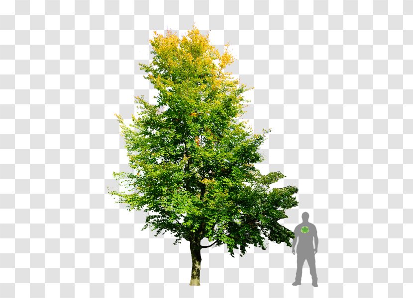 Fir European Beech Tree English Oak Branch - Evergreen Transparent PNG