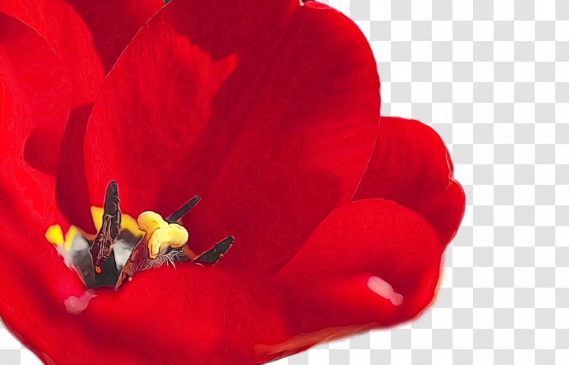 Herbaceous Plant Close-up Plants The Poppy Family Biology Transparent PNG