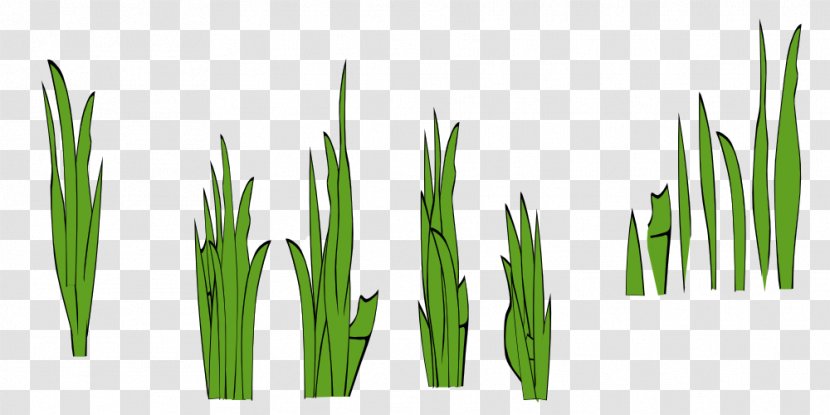 Lawn Clip Art - Grass Family - Clump Of Transparent PNG