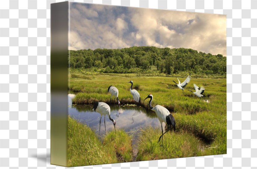 Red-crowned Crane Tsurui Wetland Animals Marsh - Japanese Transparent PNG