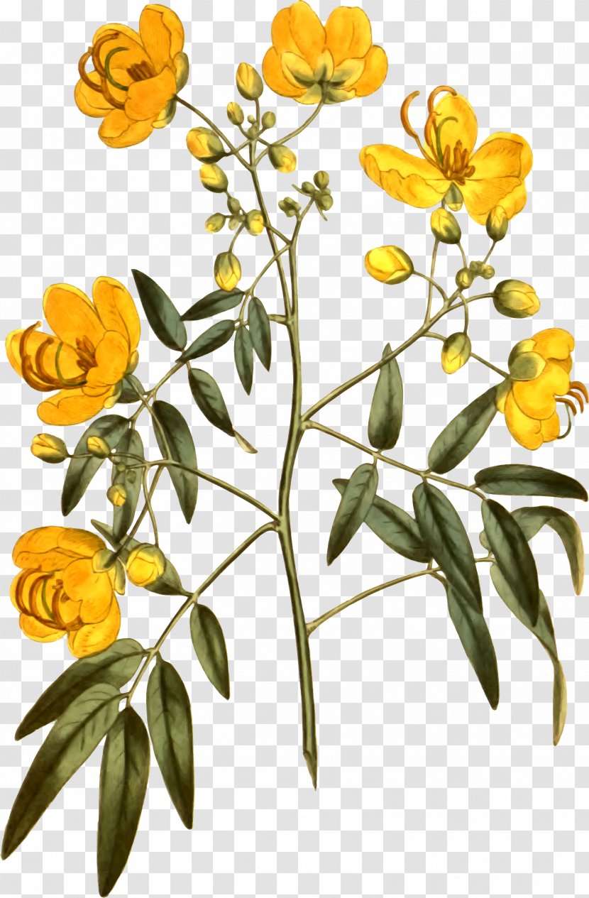 Curtis's Botanical Magazine Illustration Botany Image Stock Photography - Flower - Cassia Transparent PNG