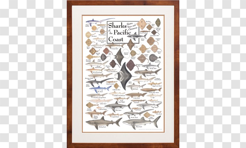 Poster Illustration Illustrator Shark Pacific Northwest - Sawfish Transparent PNG