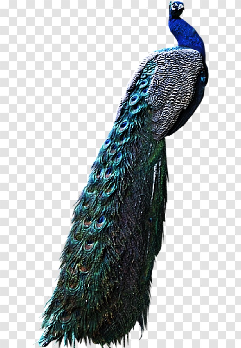Bird Peafowl Pavo Clip Art - Display Resolution - Peacock Transparent PNG