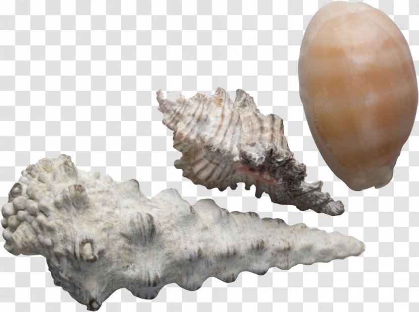Seashell Sea Snail Conch Google Images - Creative Transparent PNG