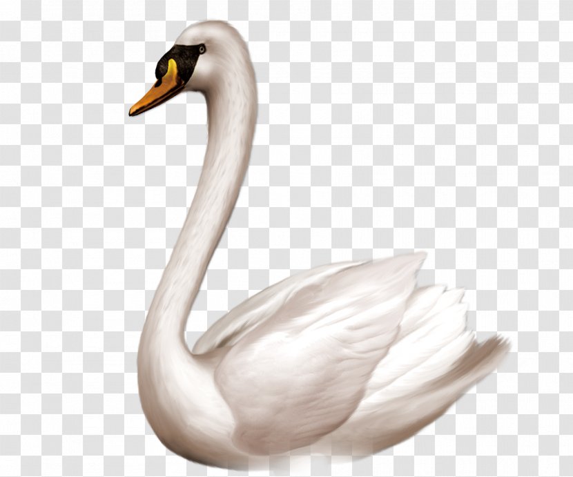 Swan Goose Bird Domestic Clip Art - Neck - White Transparent PNG