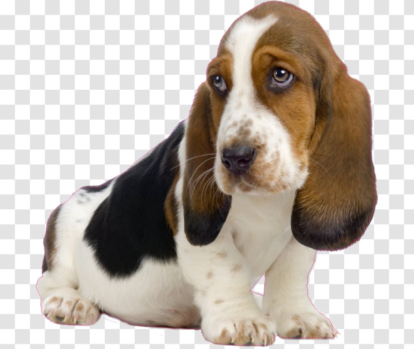 Basset Hound Puppy Beagle Japanese Chin - Hunting Transparent PNG