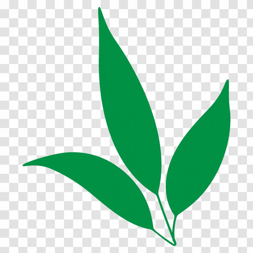 Leaf Green Logo Plant Flower - Cartoon Transparent PNG