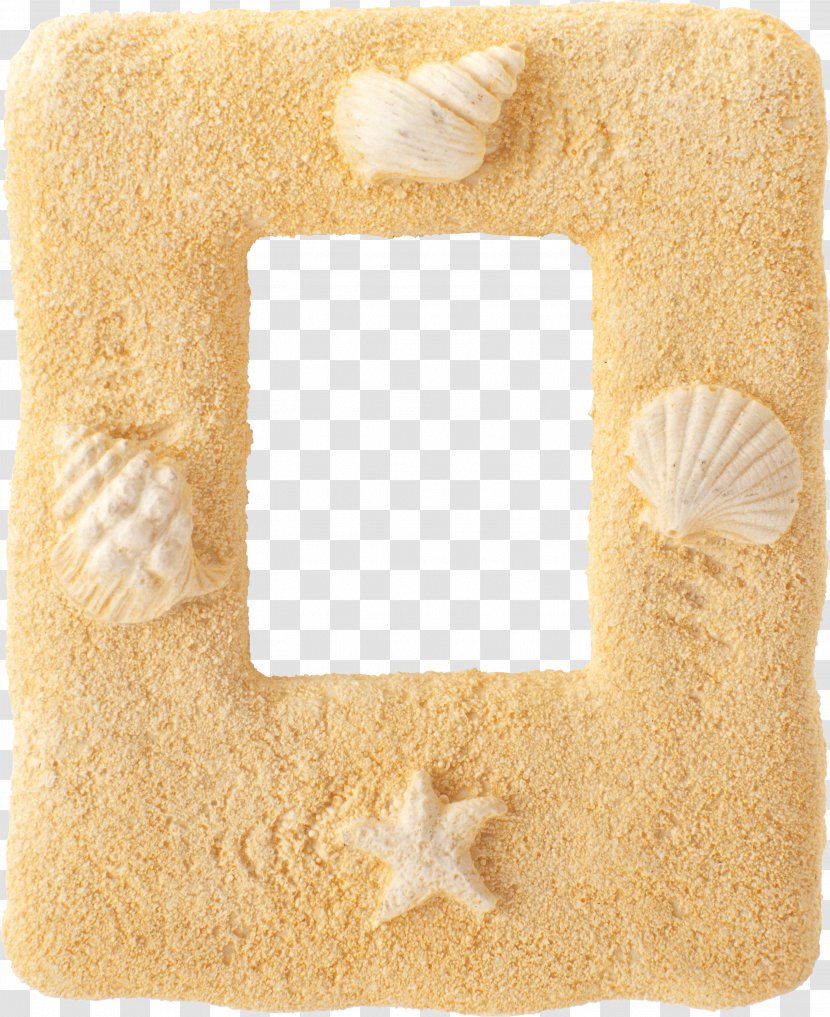 Stock Photography Banco De Imagens - Footage - Seashell Transparent PNG
