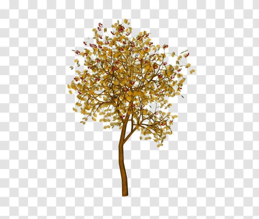 Maple - Plant - Tree Transparent PNG