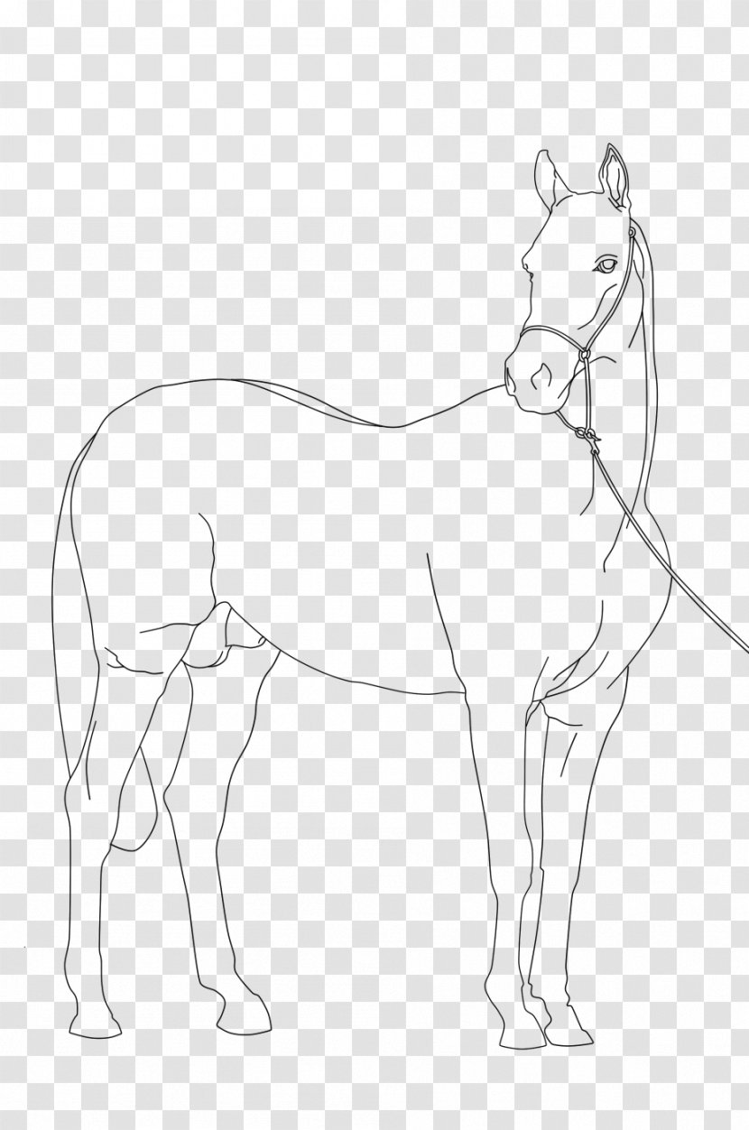 Mule Pony Arabian Horse Mustang Foal - Based Line Drawing Transparent PNG
