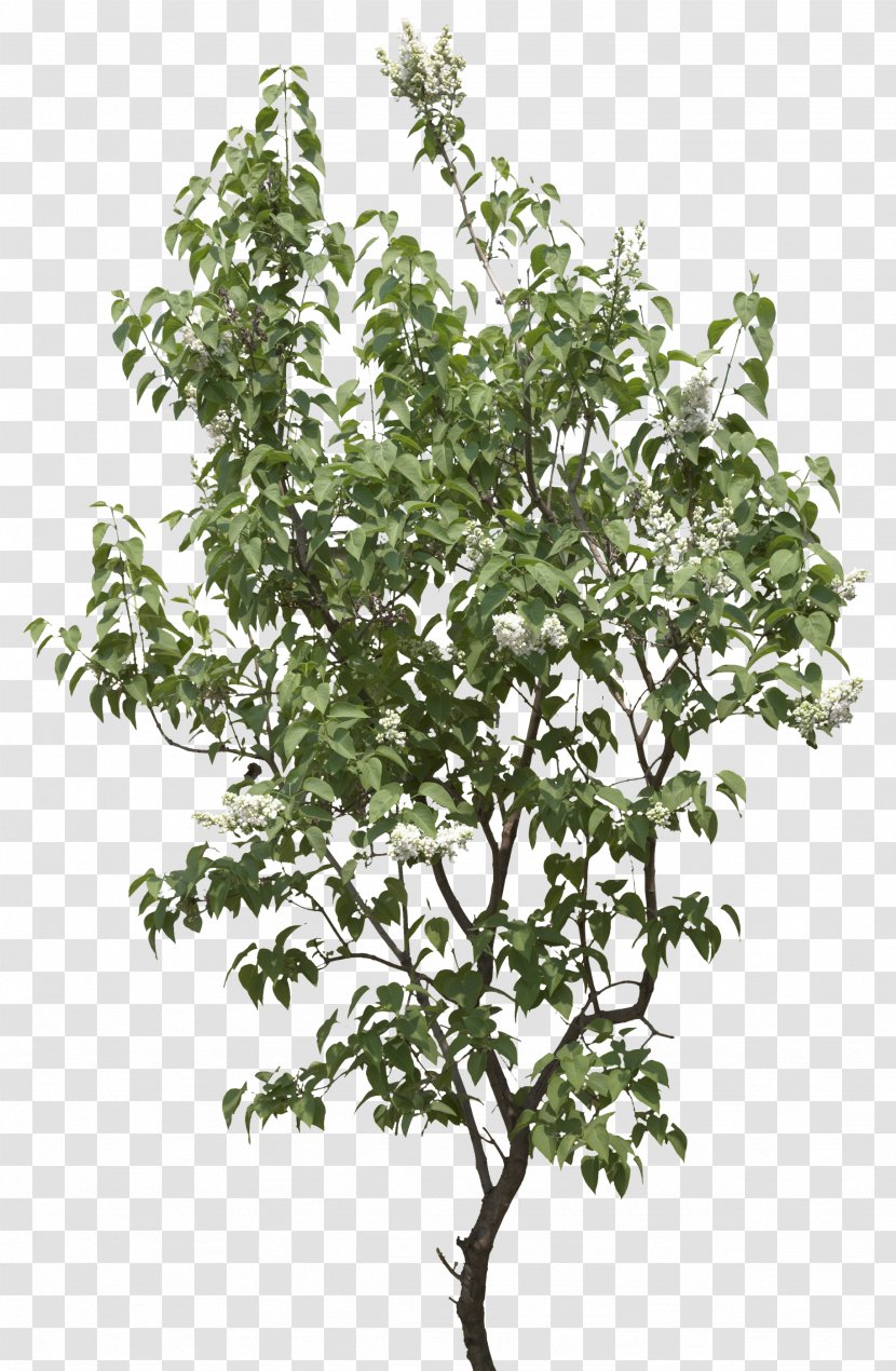 Branch Shrub Leaf Plant Stem Tree - Image Transparent PNG