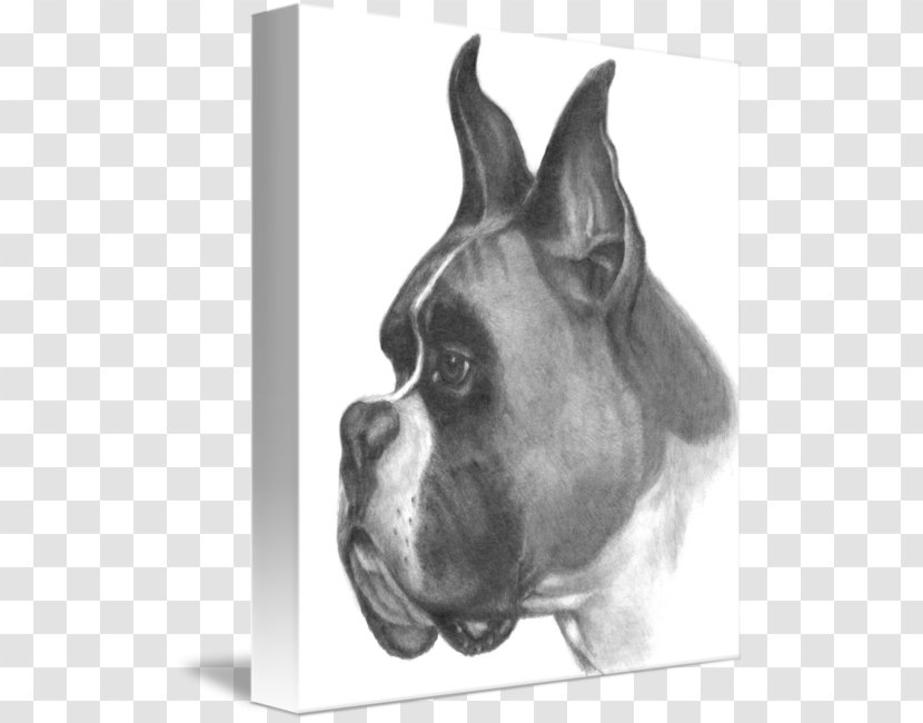 Boxer Dog Breed Drawing Dogs Sketch - Pencil Transparent PNG