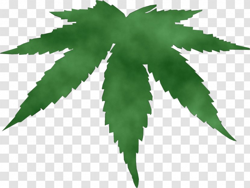 Palm Tree - Flower - Hemp Transparent PNG