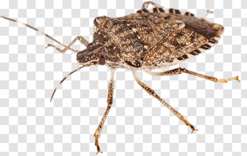 Insect Brown Marmorated Stink Bug Bugs Cockroach Bed - Can Stock Photo Transparent PNG