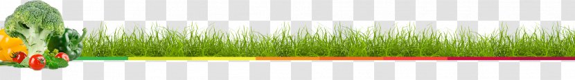 Wheatgrass Close-up Leaf Plant Stem Line - Juice Up Transparent PNG