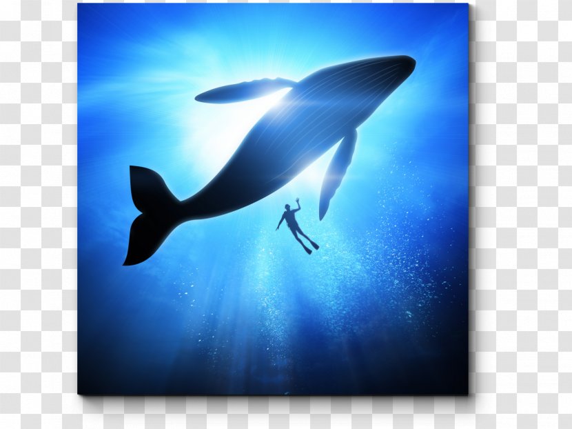 Dolphin Cetaceans Humpback Whale Omura's Blue Transparent PNG