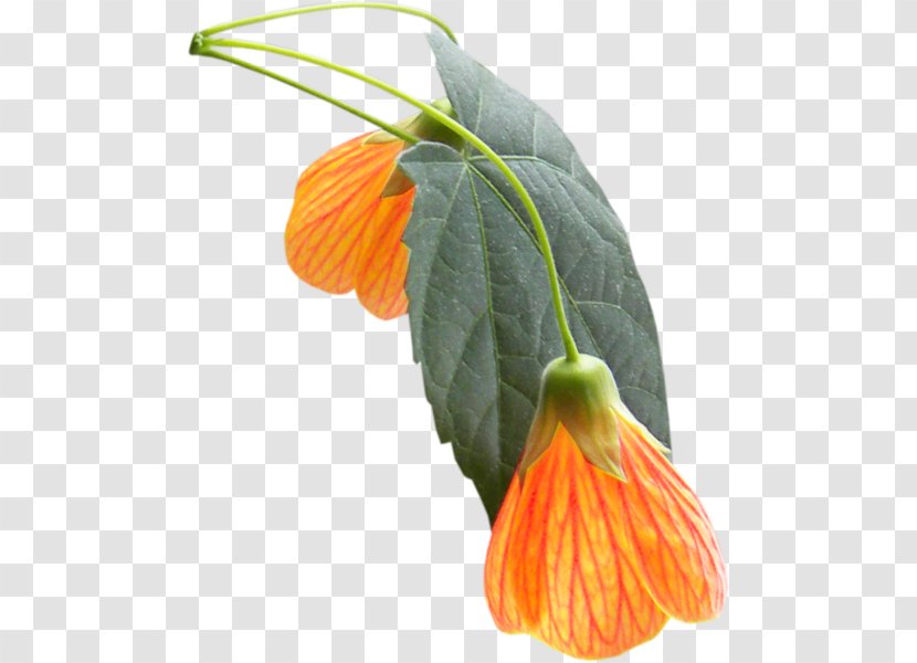 Orange Petal Flower Yellow 2403 (عدد) Transparent PNG