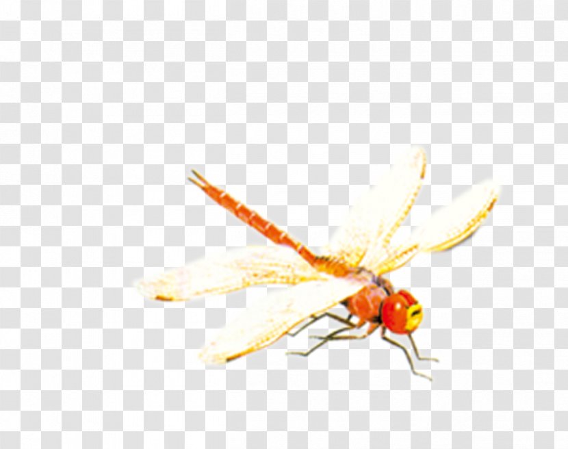 Bee Insect Dragonfly - Butterflies And Moths - Red Transparent PNG