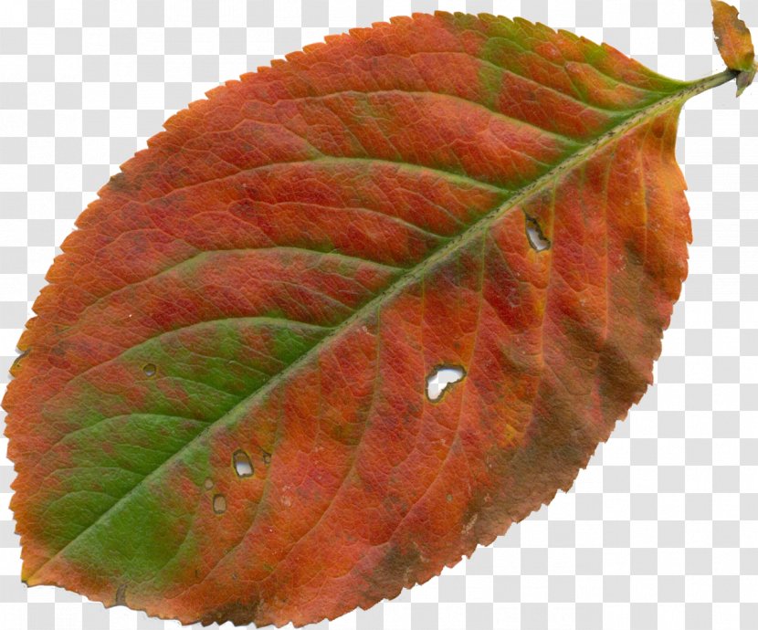 Leaf YouTube Autumn Clip Art - Leaves Transparent PNG