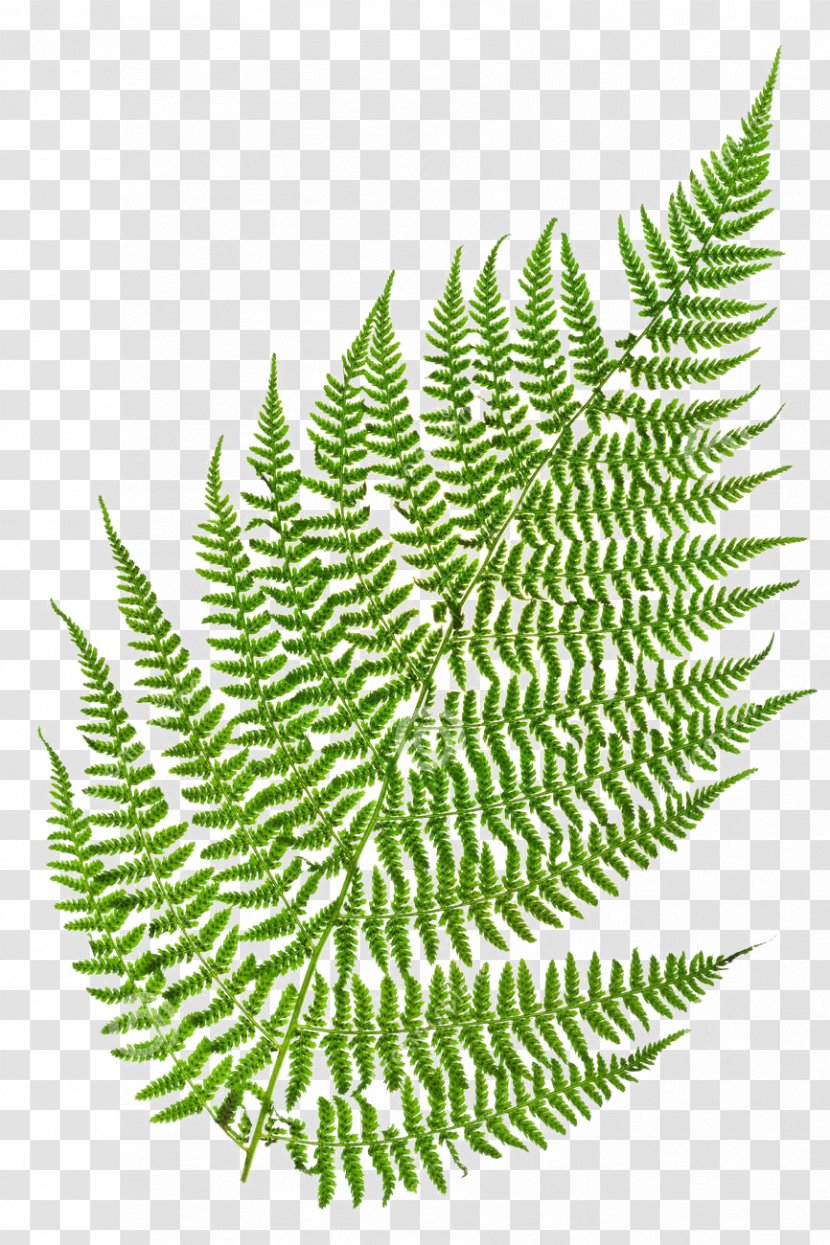 Fern Green Leaf Vascular Plant Stock Photography - Grass Transparent PNG
