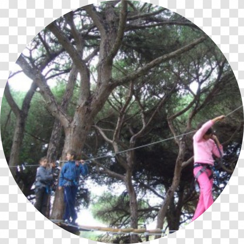 Rainforest Branching - Tree - Treetop Transparent PNG