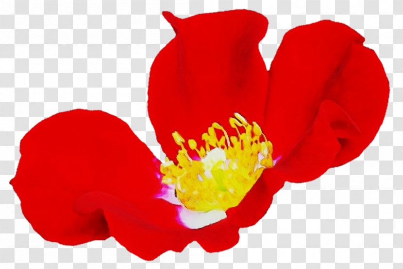 Petal Flower Red Plant Wildflower - Wet Ink - Perennial Poppy Family Transparent PNG