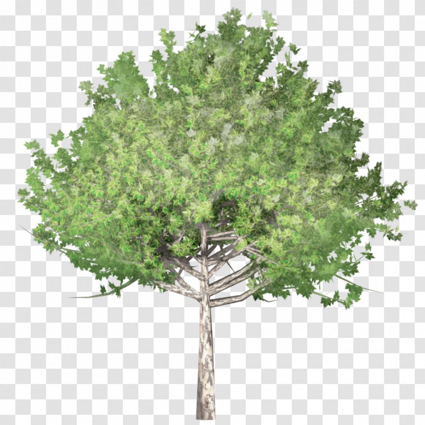 Tree Drawing Clip Art - Arbor Day Transparent PNG